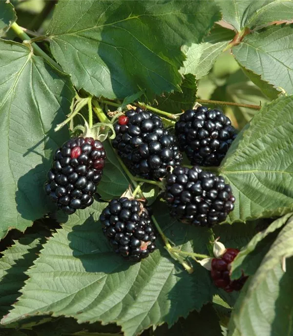 Rubus (Brombeere) 'Theodor Reimers'