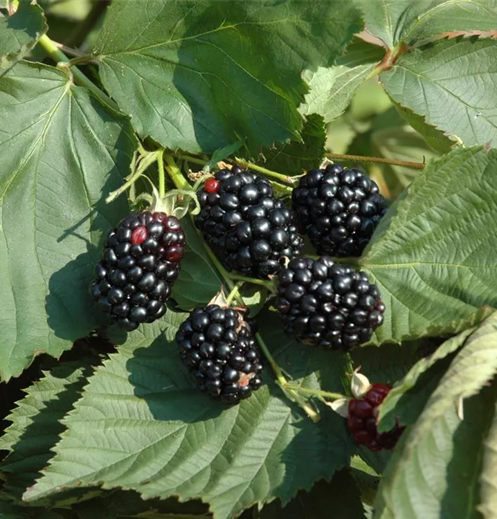 Brombeere 'Theodor Reimers' - Rubus (Brombeere) 'Theodor Reimers'