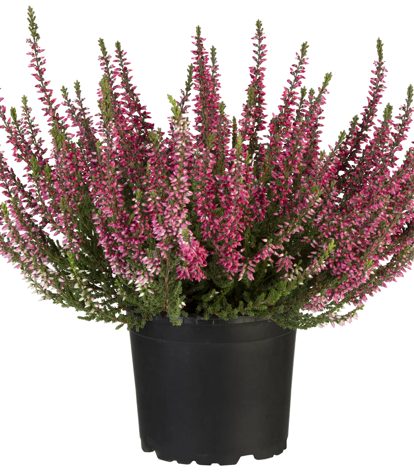 Calluna vulgaris rot