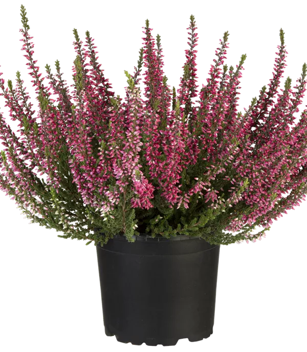 Calluna vulgaris rot