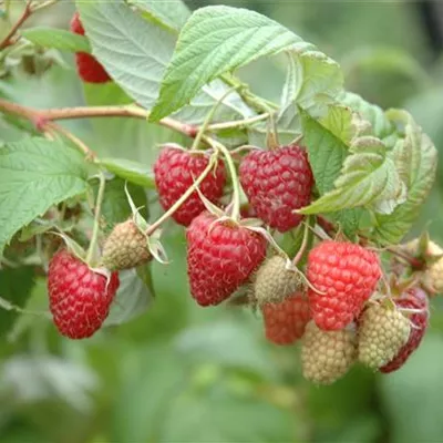 T/ - Sommerhimbeere 'Wei-rula'® - Rubus (Himbeere) 'Wei-Rula' (S)