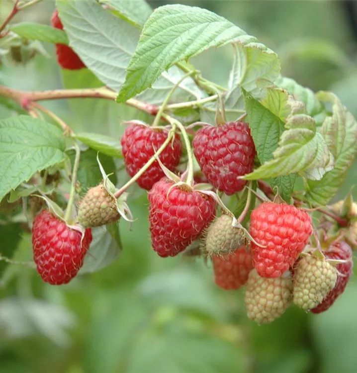 Sommerhimbeere 'Wei-rula'® - Rubus (Himbeere) 'Wei-Rula' (S)