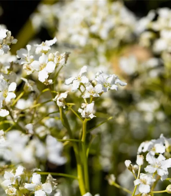 Cardamine trifolia