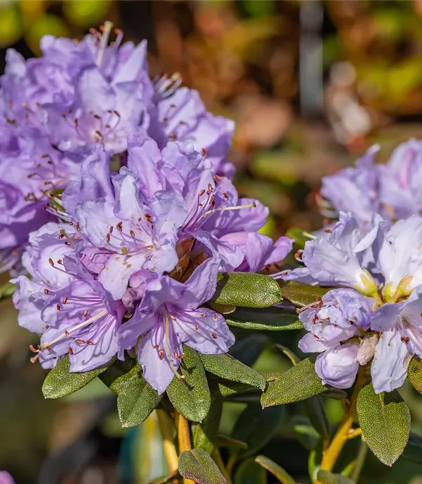 Rhododendron 'Ramapo'