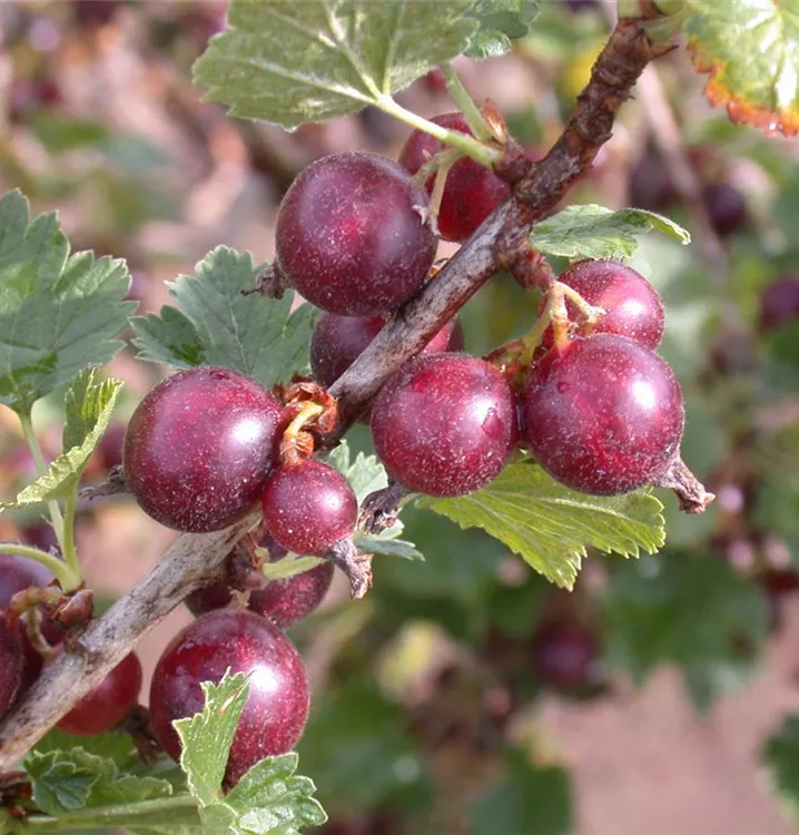 Josta 'DR. BAUER'S® JONOVA' - Ribes (Jostabeere) 'Jonova'