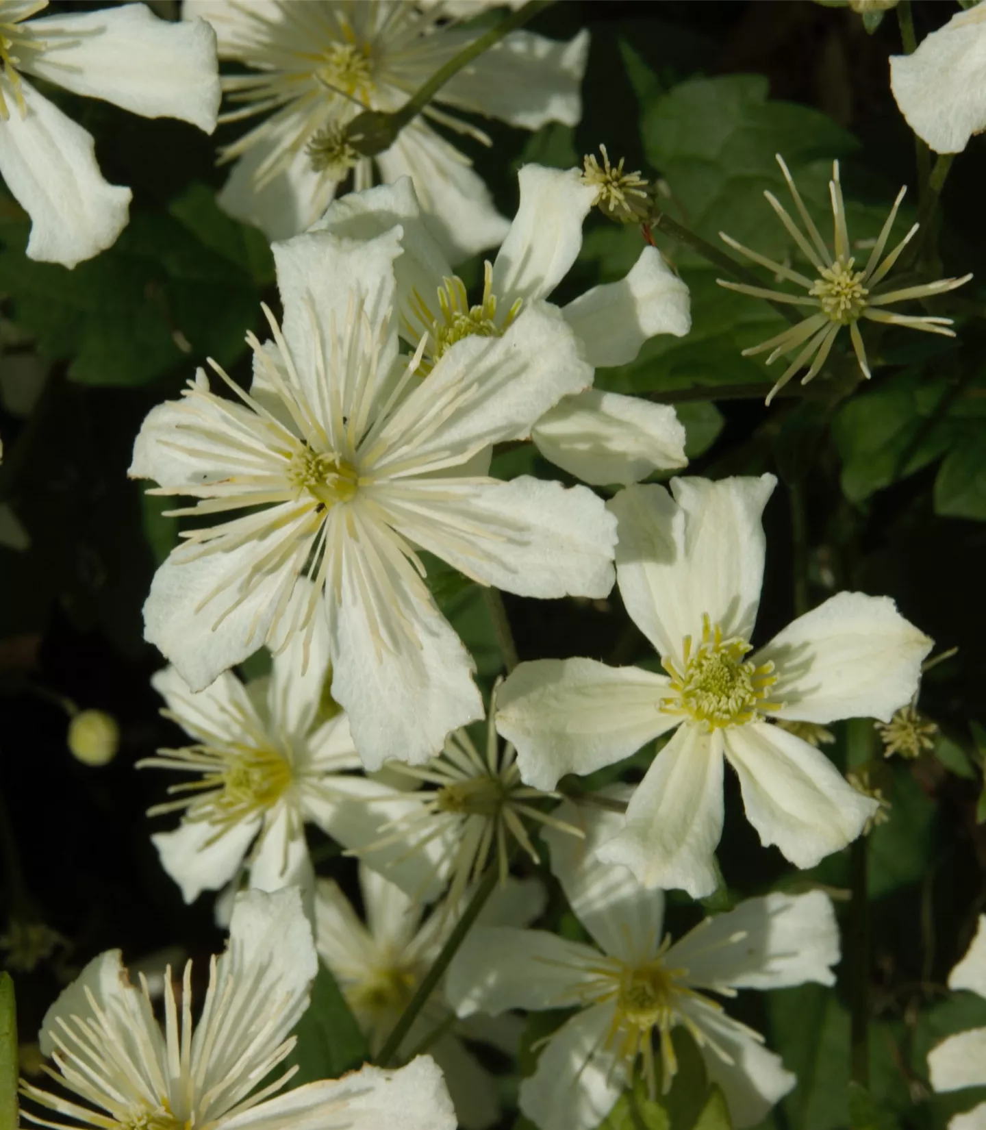 Clematis armandii