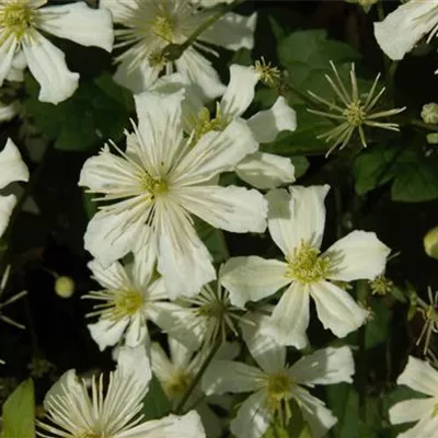 Topfgrösse 4 Liter - Immergrüne Waldrebe - Clematis armandii