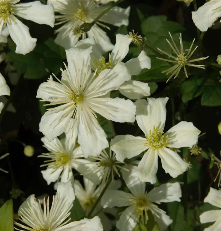 Immergrüne Waldrebe - Clematis armandii