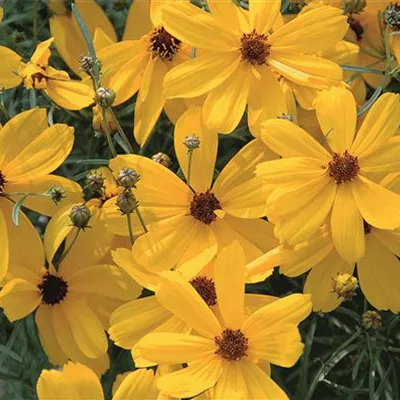 Topfgrösse 1 Liter - Mädchenauge - Coreopsis verticillata 'Imperial Sun'