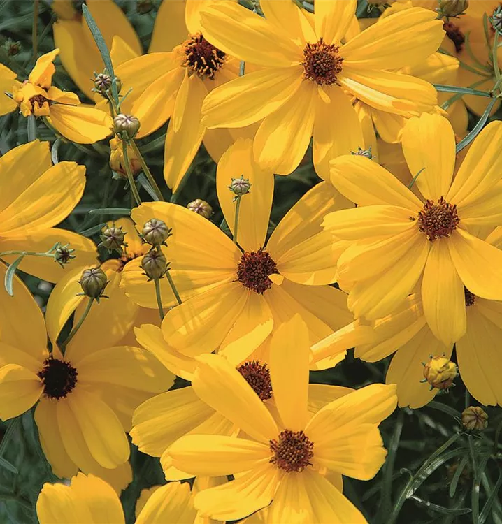 Mädchenauge - Coreopsis verticillata 'Imperial Sun'