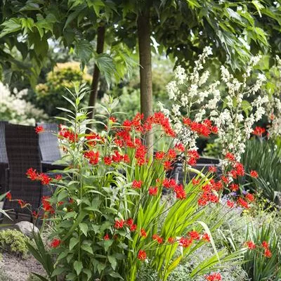 Topfgrösse 1 Liter - Garten-Montbretie 'Lucifer' - Crocosmia 'Lucifer'