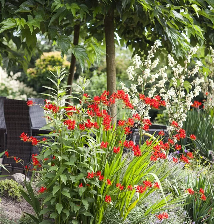 Garten-Montbretie 'Lucifer' - Crocosmia 'Lucifer'