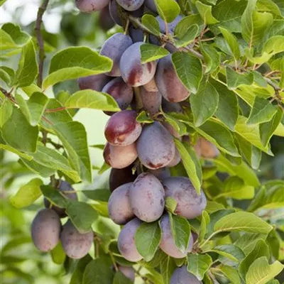 Halbstamm im Container mit Stammumfang 7 - 8cm - Zwetschge 'Hauszwetschge' - Prunus (Zwetschge) 'Hauszwetschge' (Typ Rinklin)