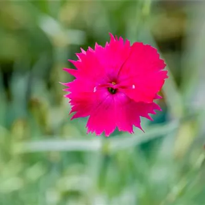 Topfgrösse 0.5 Liter - Pfingst-Nelke 'Badenia' - Dianthus gratianopolitanus 'Badenia'