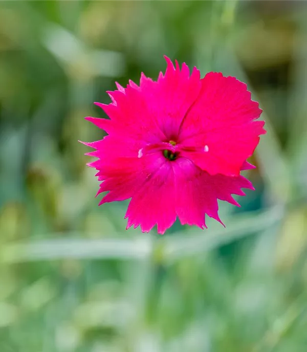 Dianthus gratianopolitanus 'Badenia'