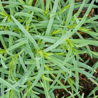 Topfgrösse 0.5 Liter - Garten-Pfingst-Nelke 'Stäfa' - Dianthus gratianopolitanus 'Stäfa'