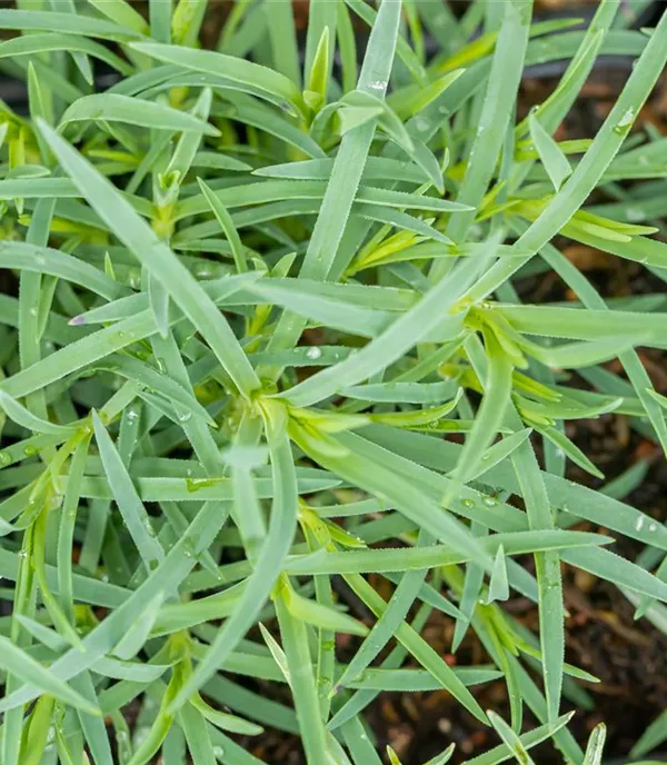 Dianthus gratianopolitanus 'Stäfa'