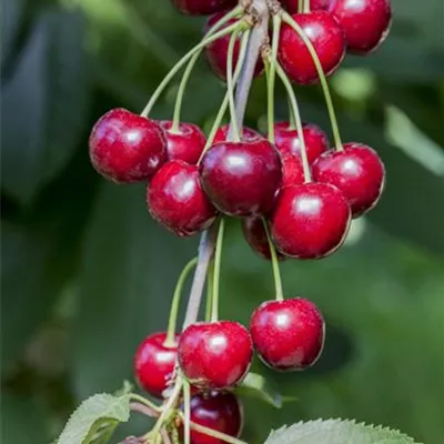 Pyramide wurzelnackt - Süss-Kirsche 'Adriana' - Prunus (Kirsche) 'Adriana'