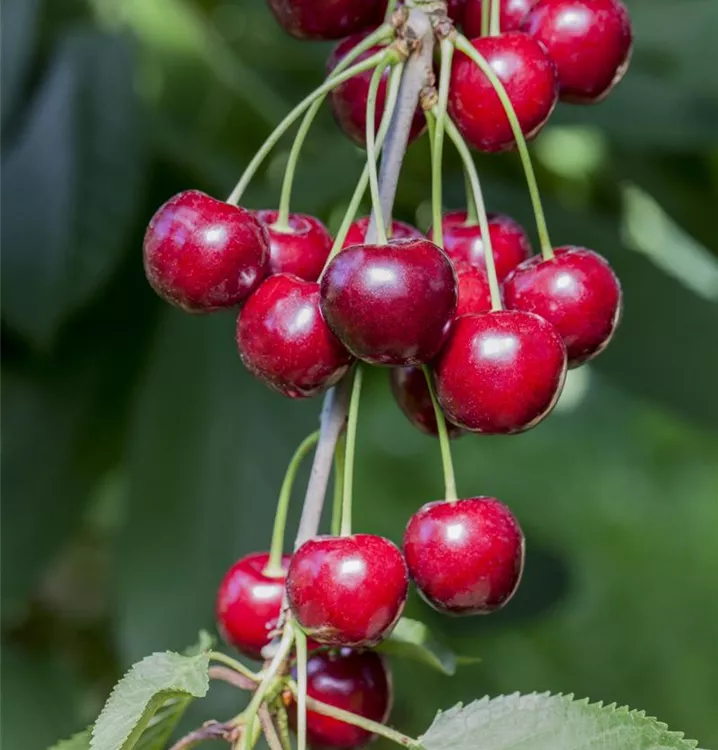 Süss-Kirsche 'Adriana' - Prunus (Kirsche) 'Adriana'