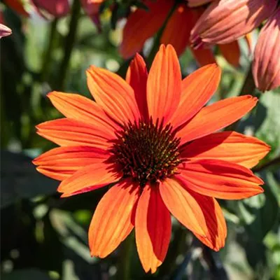 Topfgrösse 3 Liter - Garten-Scheinsonnenhut 'Tomato Soup'® - Echinacea 'Tomato Soup'