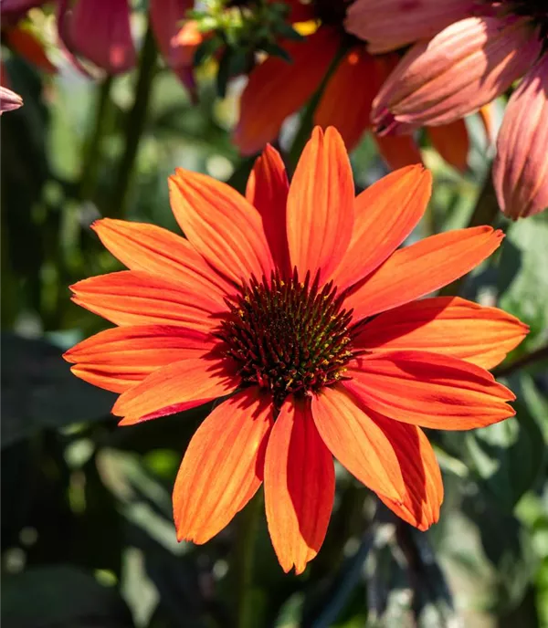 Echinacea 'Tomato Soup'