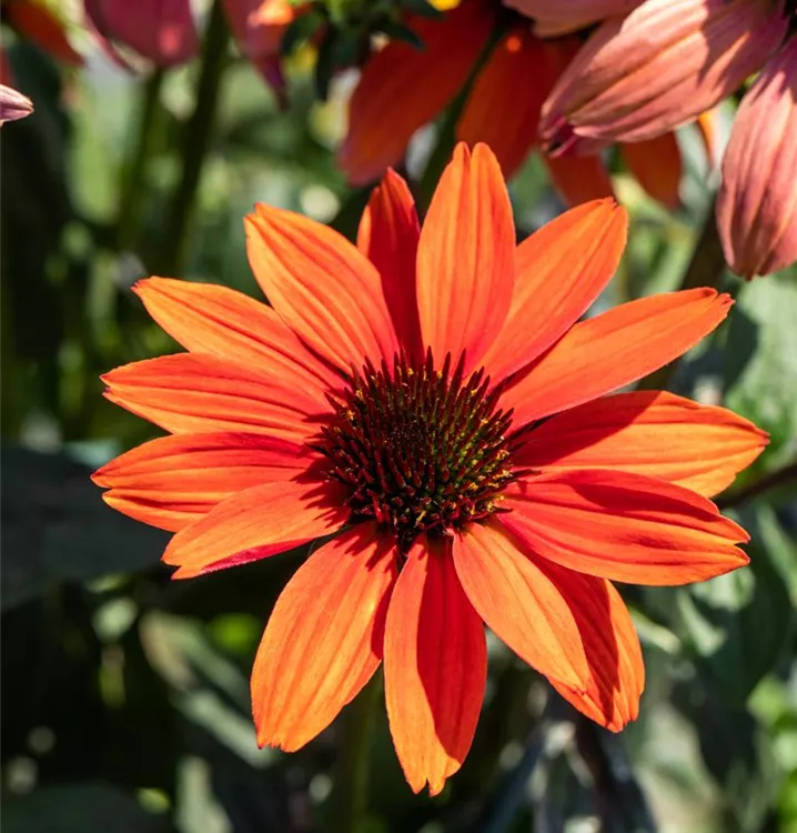 Garten-Scheinsonnenhut 'Tomato Soup'® - Echinacea 'Tomato Soup'