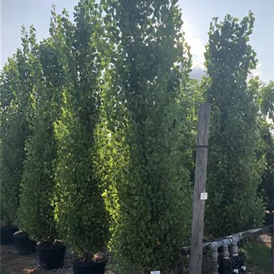 im Container 200 - 250 - Zitterpappel - Populus tremula