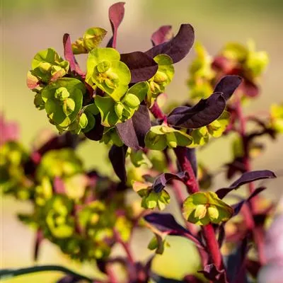 Topfgrösse 0.5 Liter - Süsse Wolfsmilch 'Chameleon' - Euphorbia dulcis 'Chameleon'