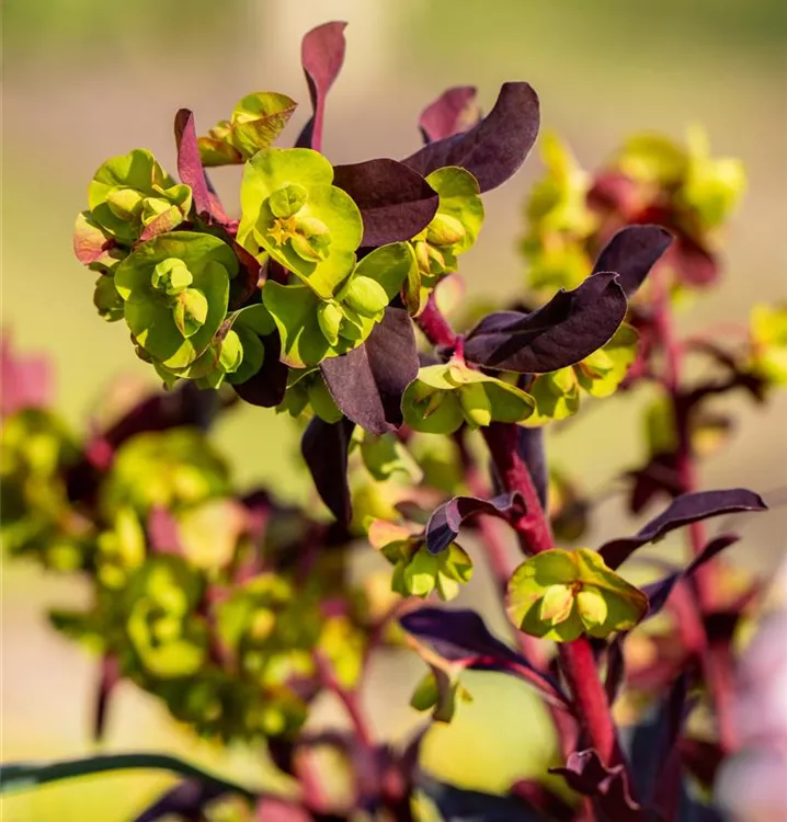 Süsse Wolfsmilch 'Chameleon' - Euphorbia dulcis 'Chameleon'