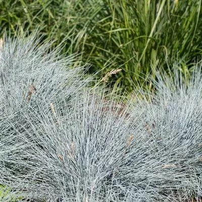 Topfgrösse 0.5 Liter - Blau-Schwingel 'Elijah Blue' - Festuca glauca 'Elijah Blue'