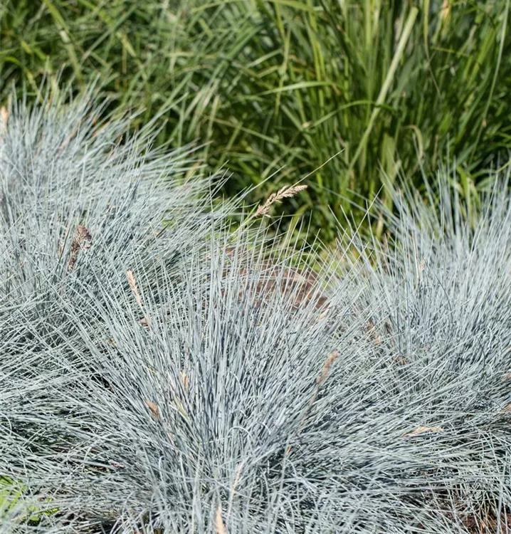 Blau-Schwingel 'Elijah Blue' - Festuca glauca 'Elijah Blue'