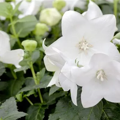 Topfgrösse 1 Liter - Grossblütige Garten-Ballonblume 'Fuji White' - Platycodon grandiflorus 'Fuji White'