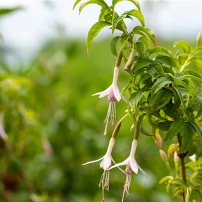 Topfgrösse 3 Liter - Garten-Fuchsie 'Alba' - Fuchsia magellanica var. molinae