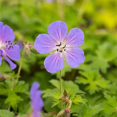 Topfgrösse 0.5 Liter - Garten-Storchschnabel 'Baby Blue' - Geranium himalayense 'Baby Blue'