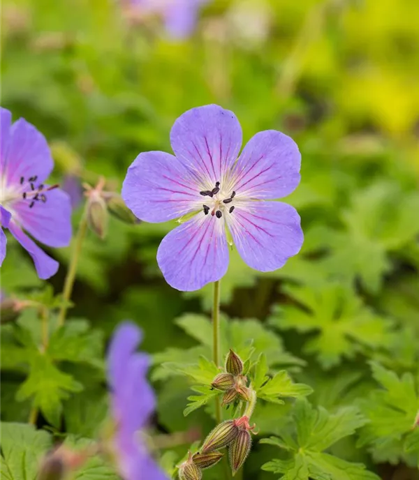 Geranium himalayense 'Baby Blue'