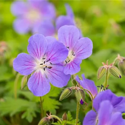 Topfgrösse 0.5 Liter - Garten-Storchschnabel 'Kaya' - Geranium himalayense 'Kaya'