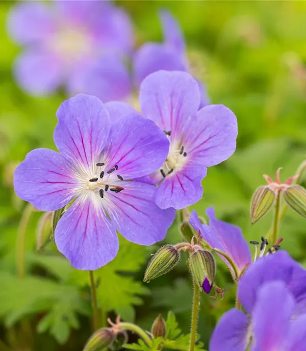 Geranium himalayense 'Kaya'