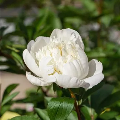 Topfgrösse 3 Liter - Bauerngarten-Pfingstrose 'Alba Plena' - Paeonia officinalis 'Alba Plena'