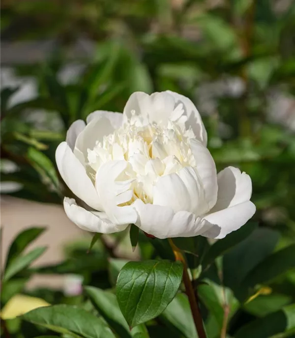 Paeonia officinalis 'Alba Plena'