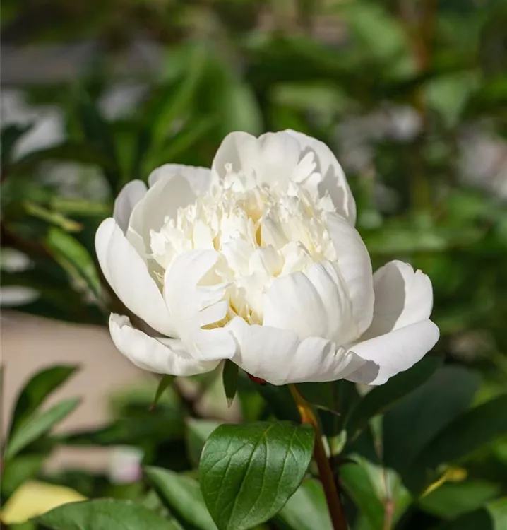 Bauerngarten-Pfingstrose 'Alba Plena' - Paeonia officinalis 'Alba Plena'