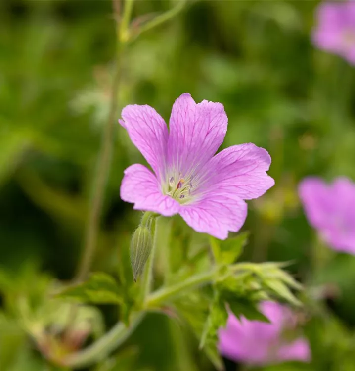 Géranium 'Claridge Druce'