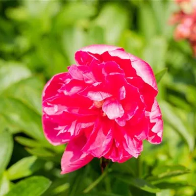 Topfgrösse 3 Liter - Bauerngarten-Pfingstrose 'Rosea Plena' - Paeonia officinalis Rosea Plena