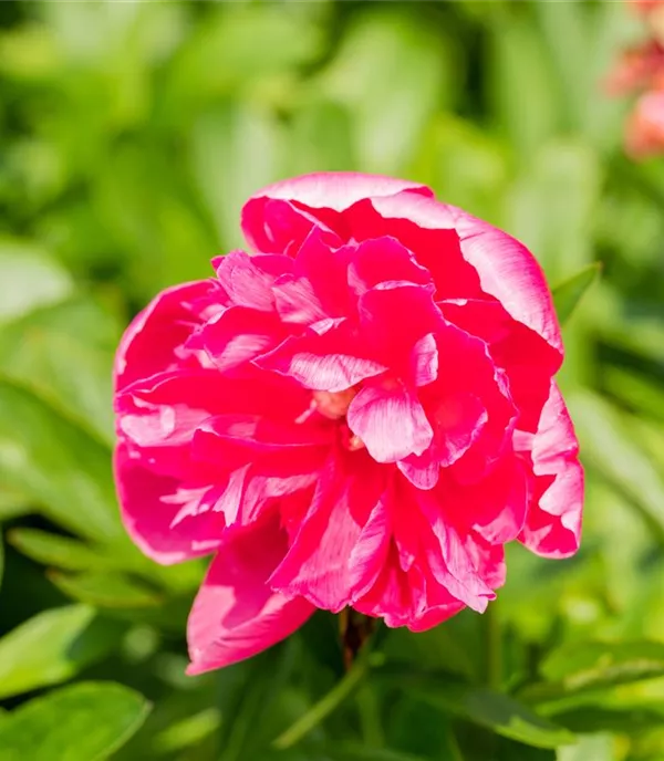 Paeonia officinalis Rosea Plena