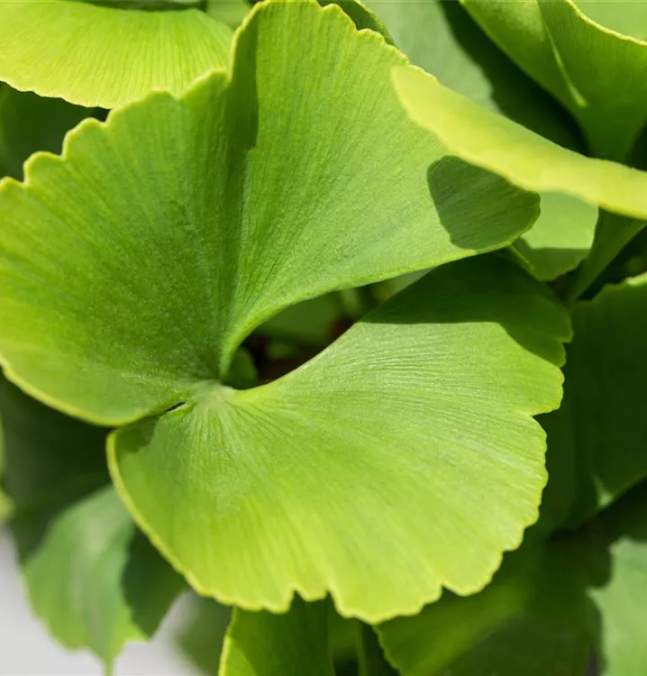 Säulen-Fächerblattbaum 'Fastigiata Blagon'® - Ginkgo biloba 'Blagon'