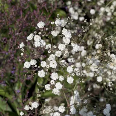 Topfgrösse 1 Liter - Gefülltblühendes Garten-Schleierkraut 'Bristol Fairy' - Gypsophila paniculata 'Bristol Fairy'