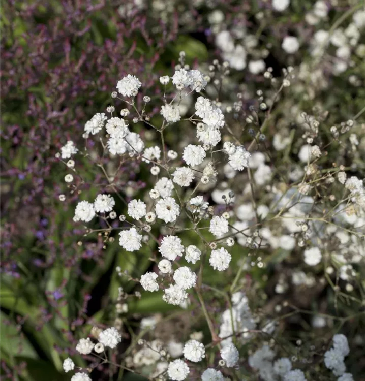 Gefülltblühendes Garten-Schleierkraut 'Bristol Fairy' - Gypsophila paniculata 'Bristol Fairy'