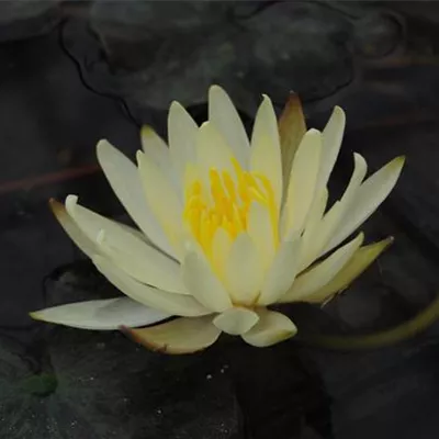 Topfgrösse 1 Liter - Garten-Seerose 'Colonel A.J.Welch' - Nymphaea 'Colonel A.J. Welch'