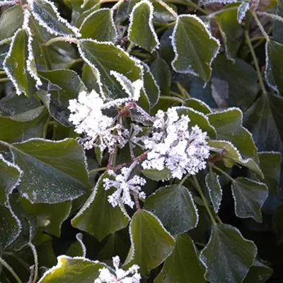 im Container 40 - 50 - Kaukasischer Strauch-Efeu - Hedera colchica 'Arborescens'