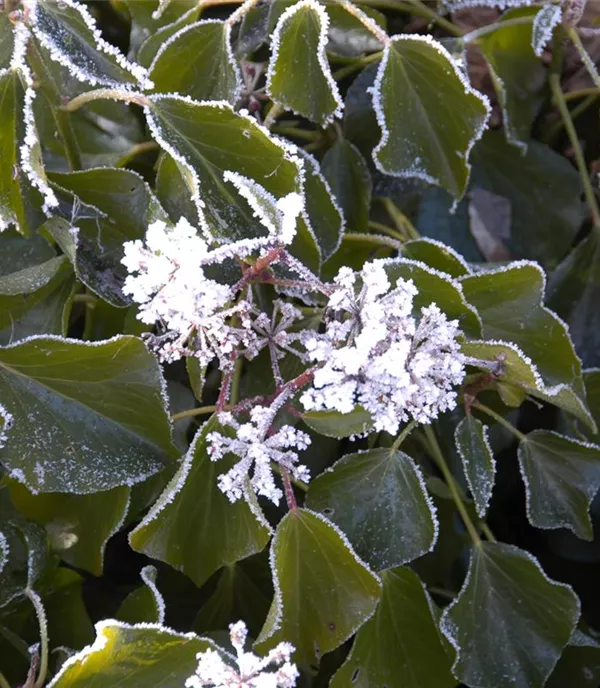 Hedera colchica 'Arborescens'