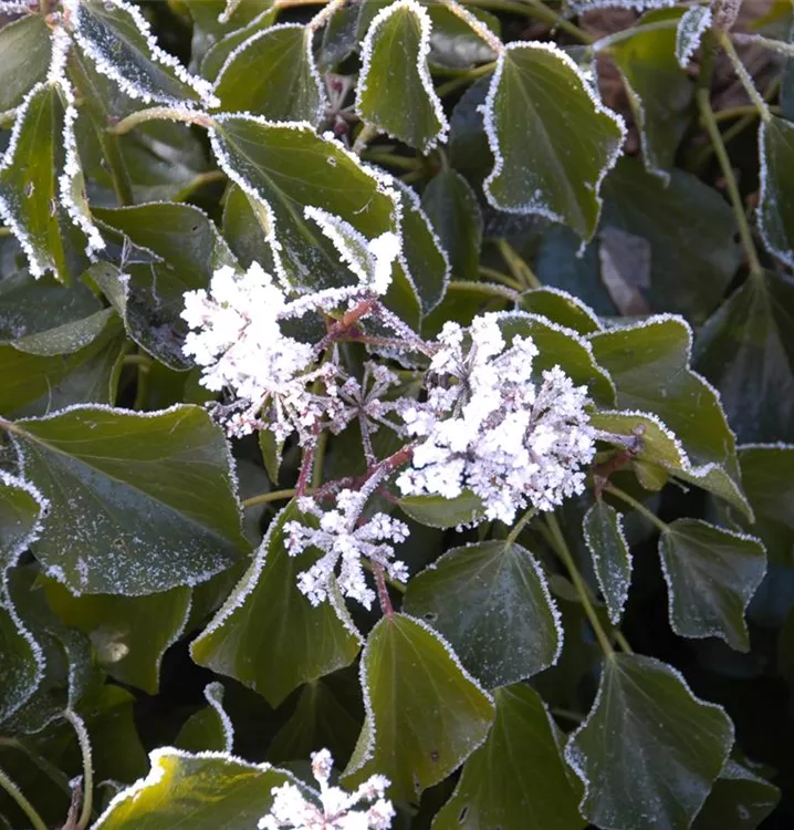 Kaukasischer Strauch-Efeu - Hedera colchica 'Arborescens'